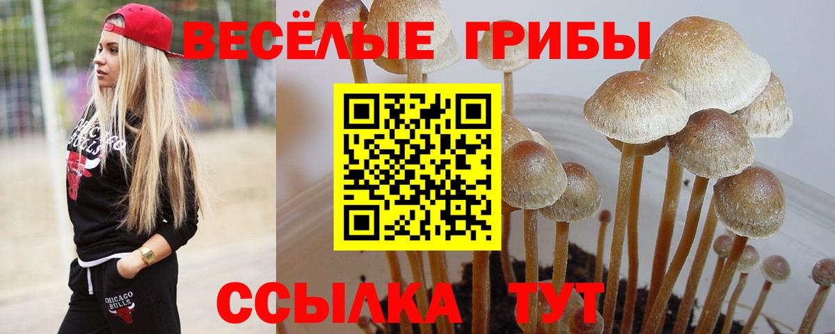 Псилоцибиновые грибы GOLDEN TEACHER  Вход с VPN  Тобольск  Псилоцибиновые грибы ЛСД 